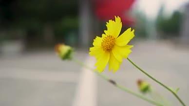 花朵小花植物马路视频的预览图